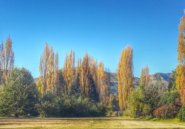 Poplar trees are a characteristic feature of this small town.