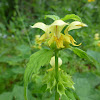 Yellow Archangel