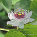 Stinking Passionflower