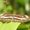 Common sailer