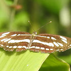 Common sailer