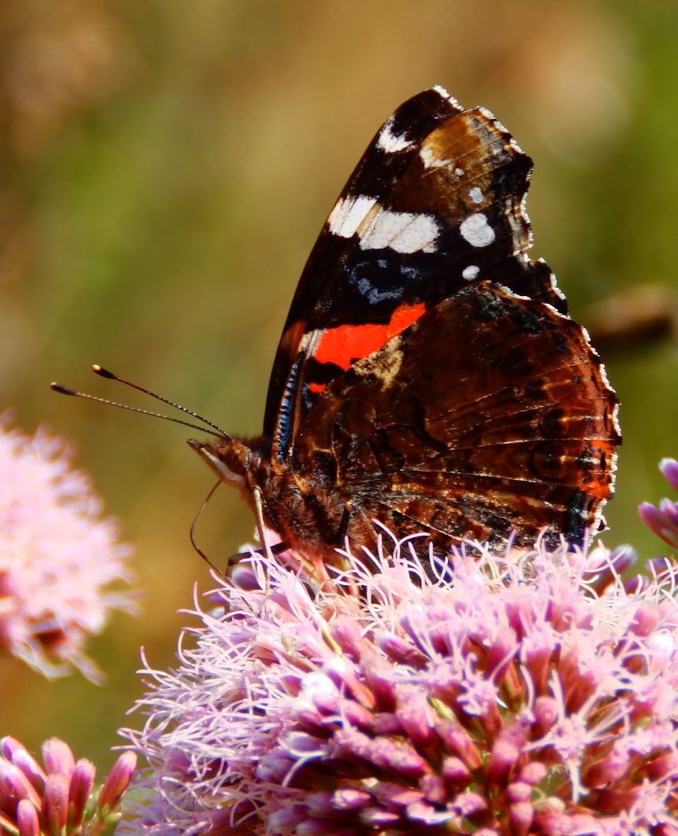 Red Admiral