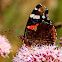 Red Admiral