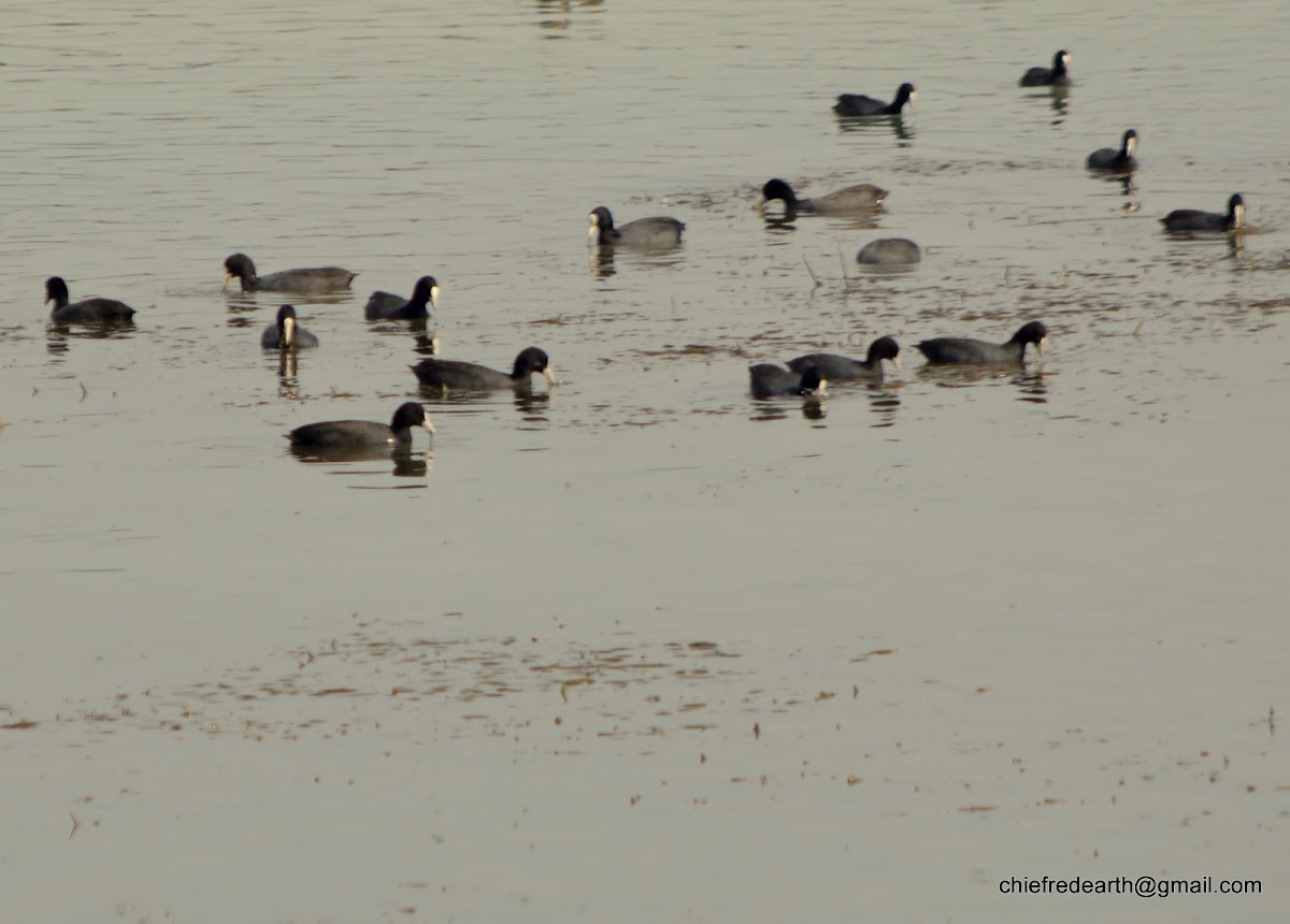 Eurasian coot, coot