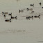 Eurasian coot, coot