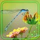 Download Summer Dragonfly Live Wallpaper For PC Windows and Mac 1.0