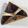 Cramer's Passenger Moth