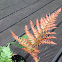 Copper Shield Fern