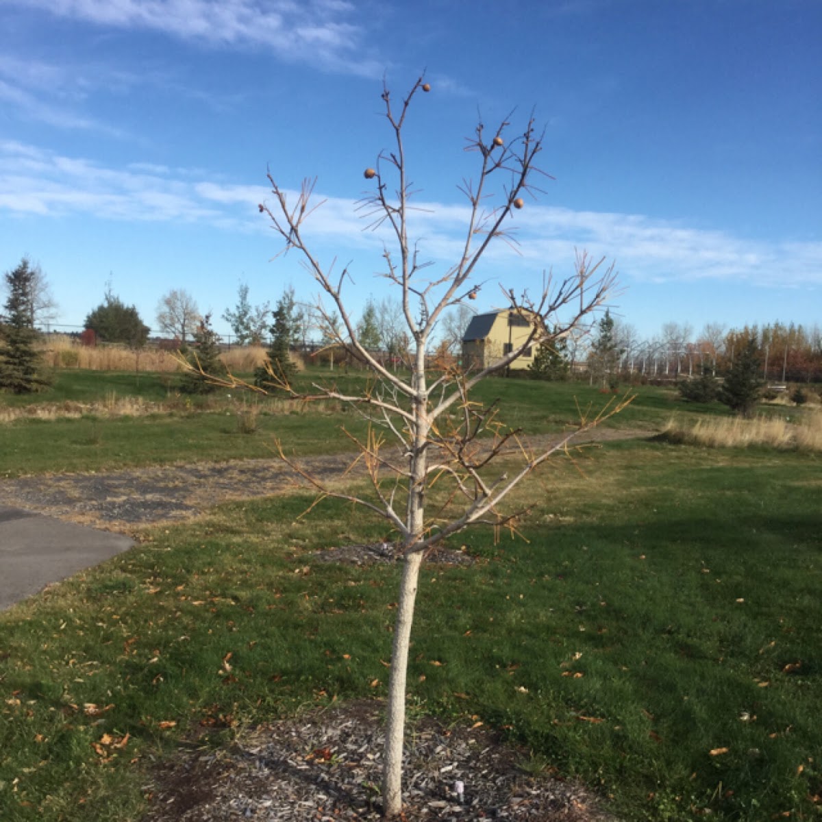 Ohio Buckeye