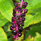 Pokeweed