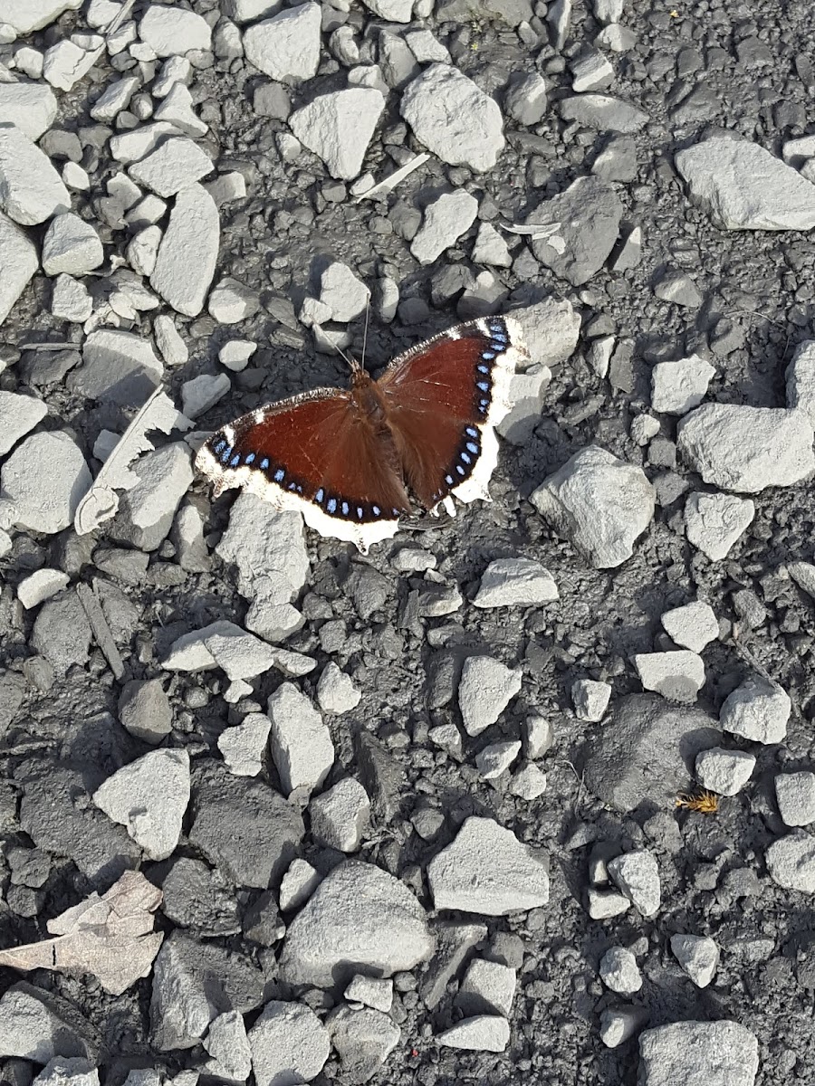 mourning cloak butterfly