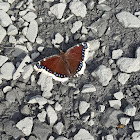 mourning cloak butterfly