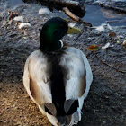 Mallard Duck