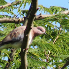 Laughing dove