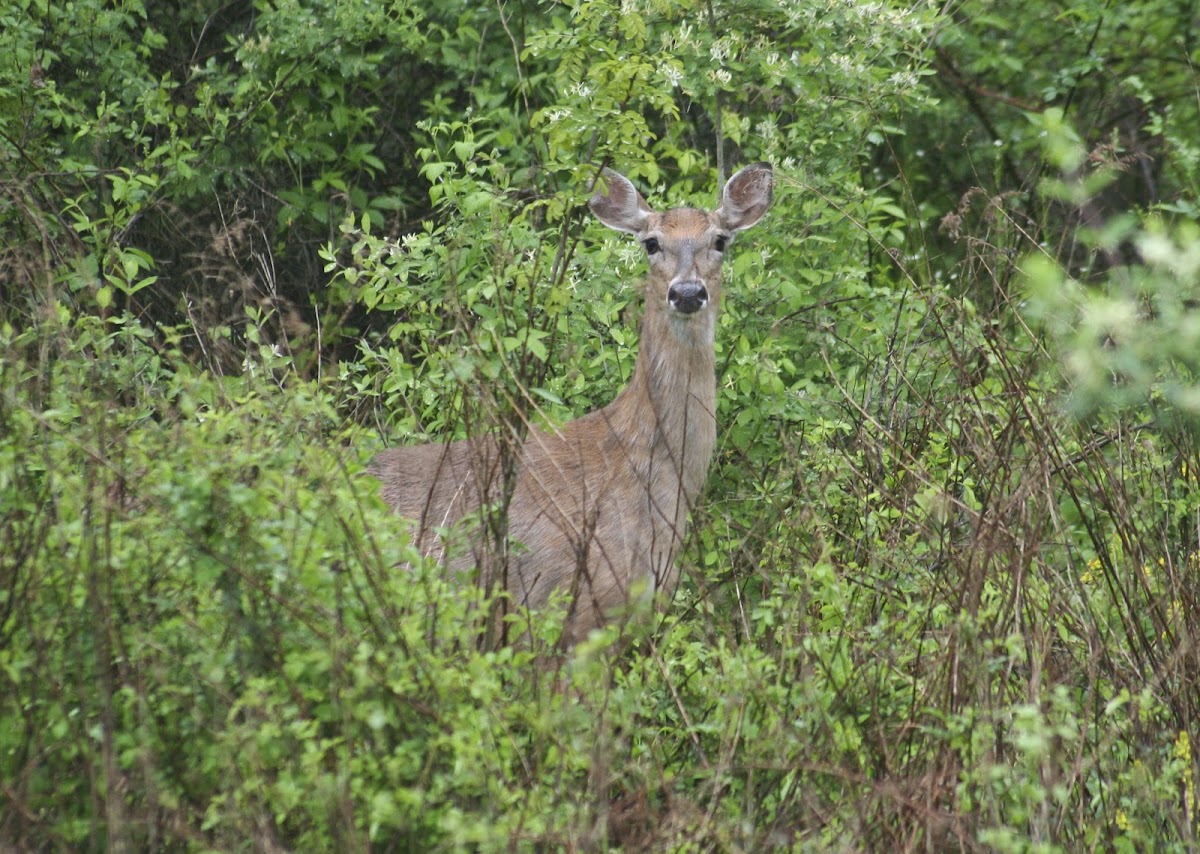 White-Tailed Deer