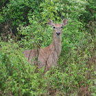 White-Tailed Deer