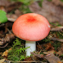 Vomiting Russula