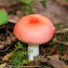 Vomiting Russula