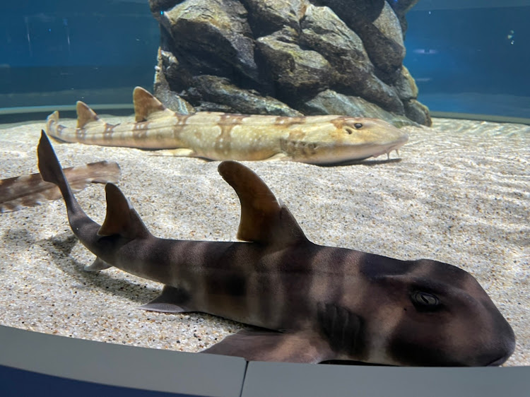 ななめさんが投稿したマイカーは登場しないシリーズ・水族館行ってきた・雪が降ってきた・温泉大好き・クリスマスプレゼント受付中に関するカスタム事例の投稿画像4枚目