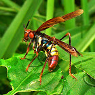 Wasp-Mimic Katydid - Male