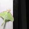 Luna Moth