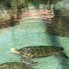 Green Sea Turtle