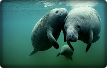 Manatee HD Wllpapers Backgrounds small promo image