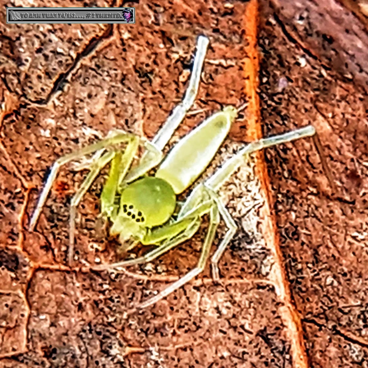 Asian Jumping Spider