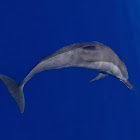 Spinner Dolphins