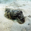 Common Cuttlefish