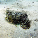 Common Cuttlefish