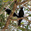 Asian Glossy Starling