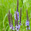 Hoary Vervain