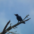 Large-billed Crow