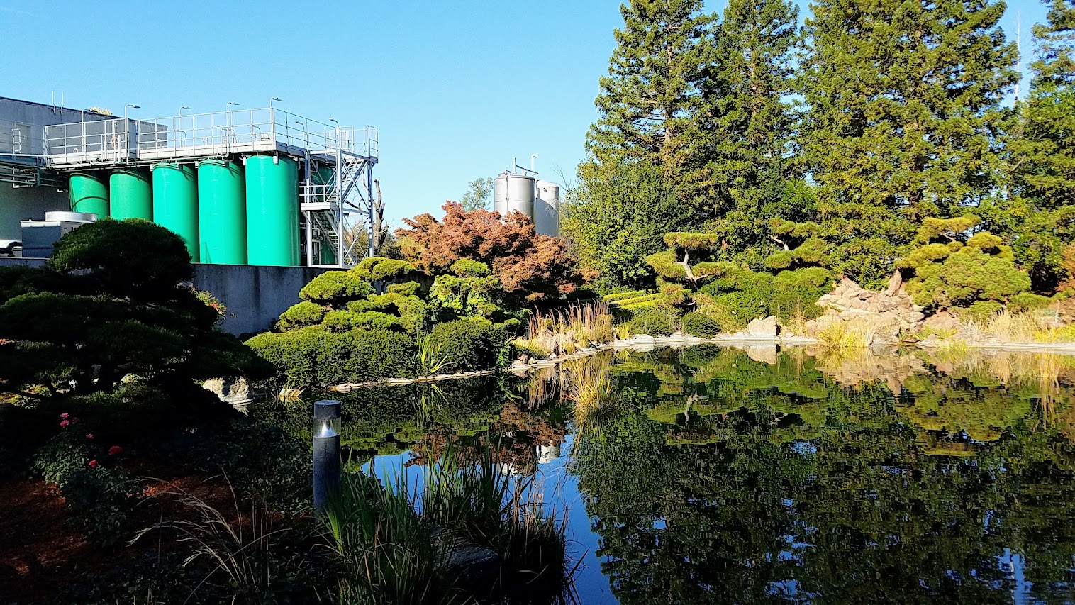 A look at the peaceful setting at Gekkeikan Sake USA in Folsom with the landscape and koi pond