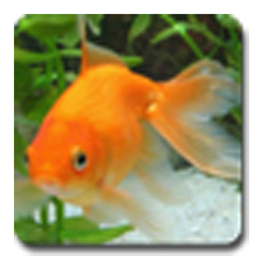 gold fish animated wallpaper