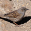 Dunnock; Acentor Común