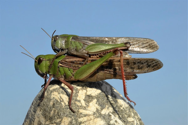 Locusta a due piani di iento