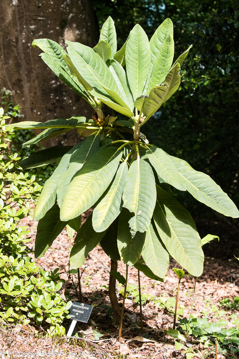 Rhododendron