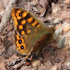 Speckled wood. Mariposa de los muros