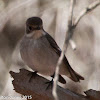 Pied Flycatcher; Papamoscas Cerrojillo