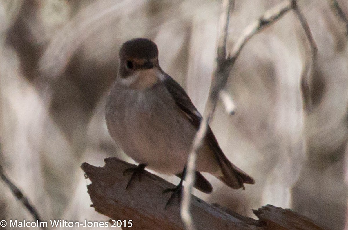 Pied Flycatcher; Papamoscas Cerrojillo