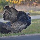 Wild Turkey