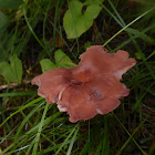 Laccaria Mushrooms