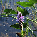 Pickerelweed