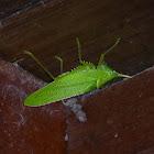 Cone-headed Katydid, Giant Spearbearer