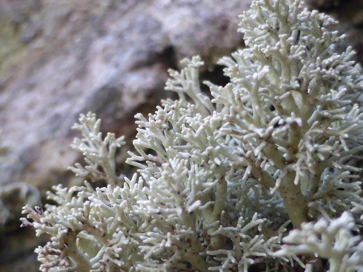 Globe Ball Lichen