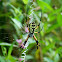 Garden Spider