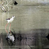 Black-winged Stilt