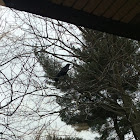 American Crow